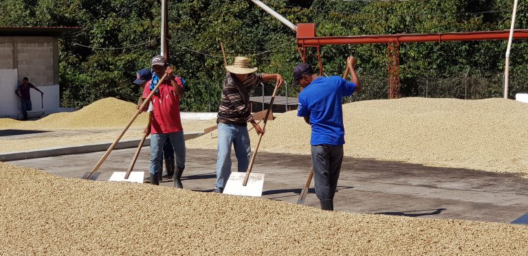 قهوه گواتمالا اسپشالیتی Finca La Providencia
