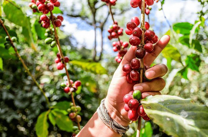 قهوه وستروک تعهد تأمین 100 درصدی محصول چای و قهوه را تا سال 2025 می‌پذیرد