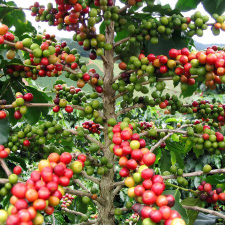 قهوه تک خاستگاه کلمبیا Nariño برشته‌کاری ست زیرگونه کاستیلو و کاتورا