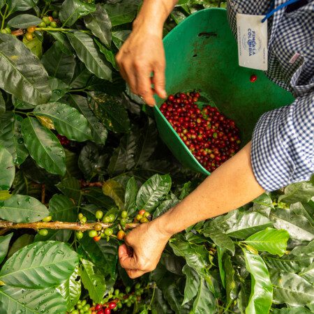 قهوه کلمبیا میکرولات برشته‌کاری آلبا