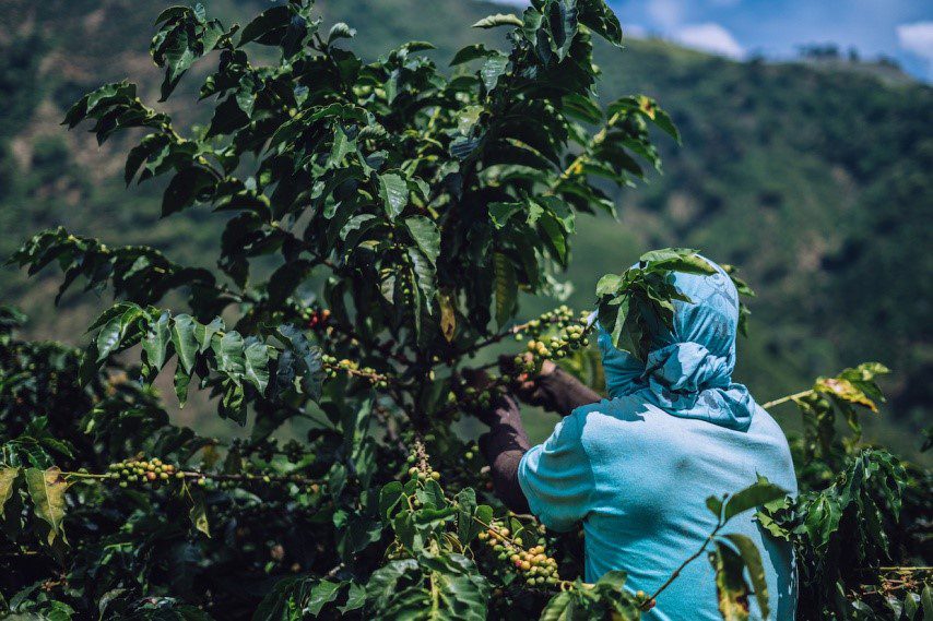 شرکت تجاری قهوه سبز کلمبیا ( GCC)